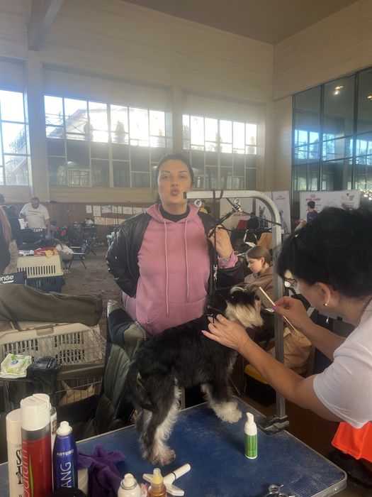 Продаём алиментного щенка ЦВЕРГШНАУЦЕРА