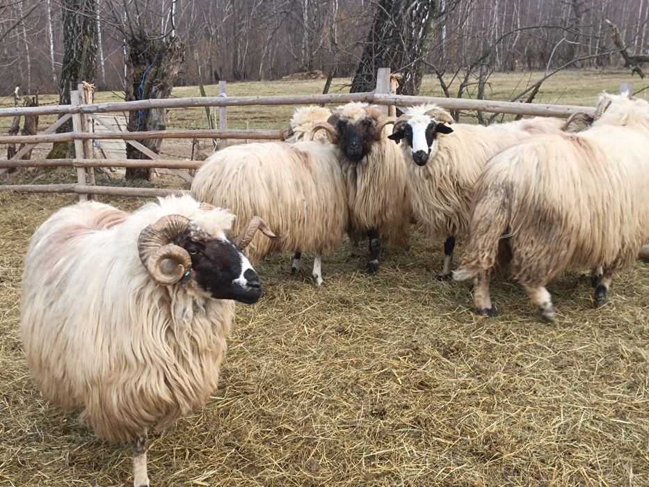 Berbeci  brezi de vânzare