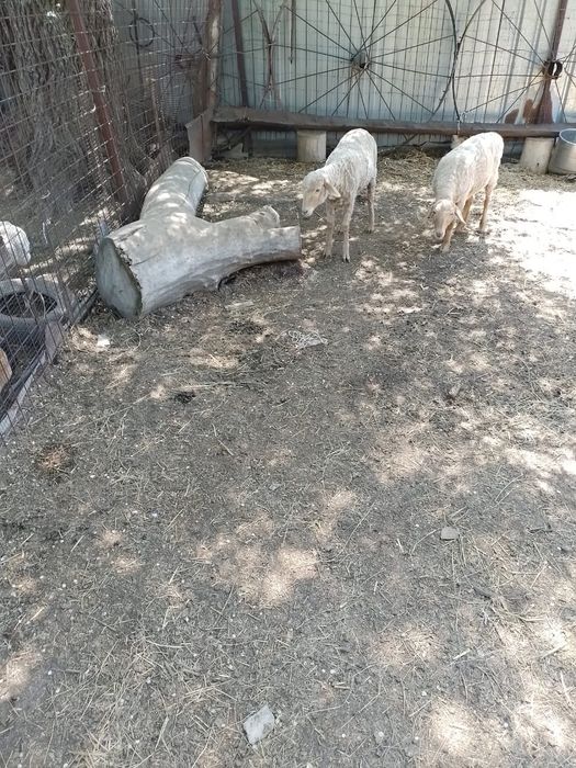 Продам баранов,кой сатамын.