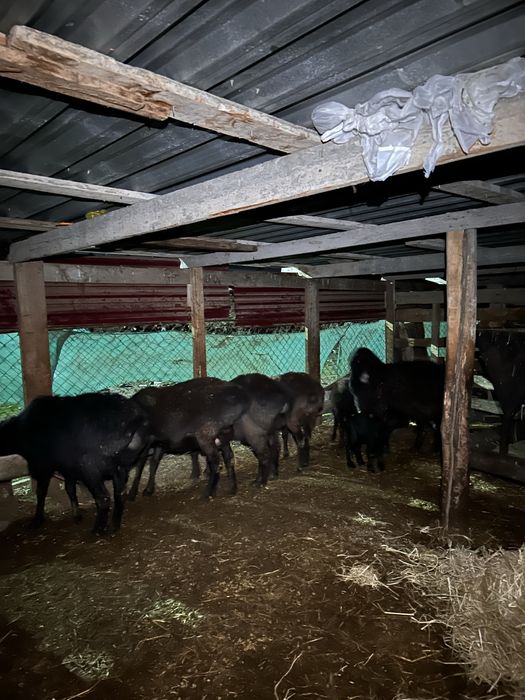 продаю баранов оптом