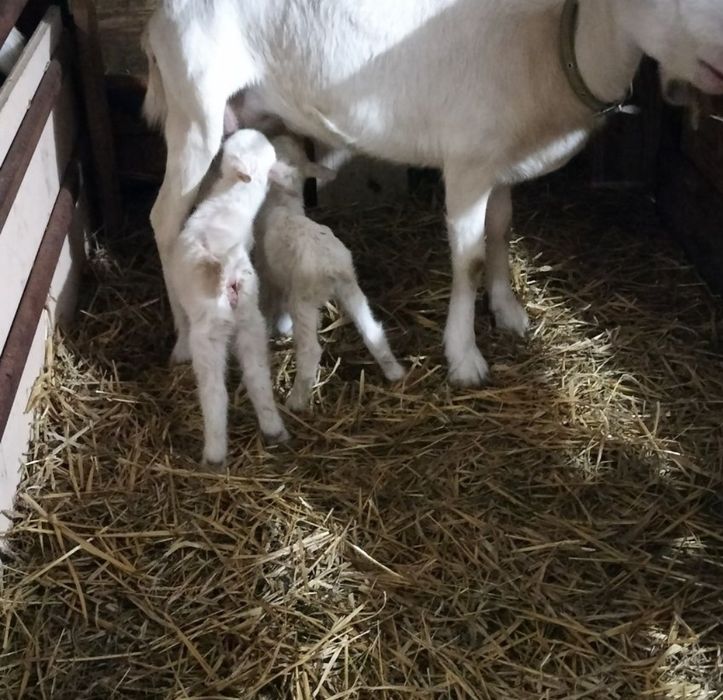 De vânzare capra saanen