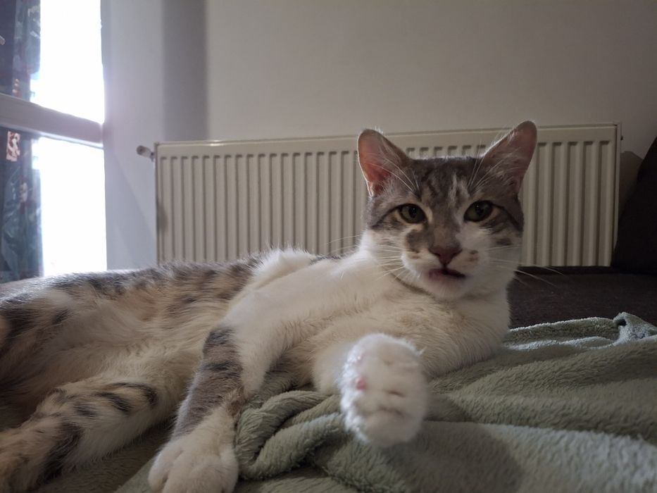 Bjorn și Soni își caută familie nouă - 2 motănei - Targoviște