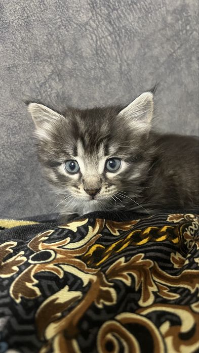 Кошка и Котята продаются!