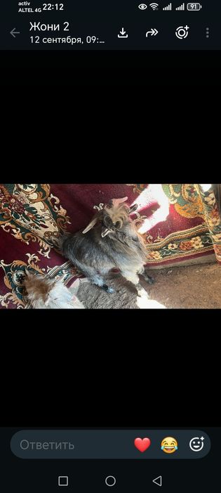 Теке сатылады багасы келісімді
