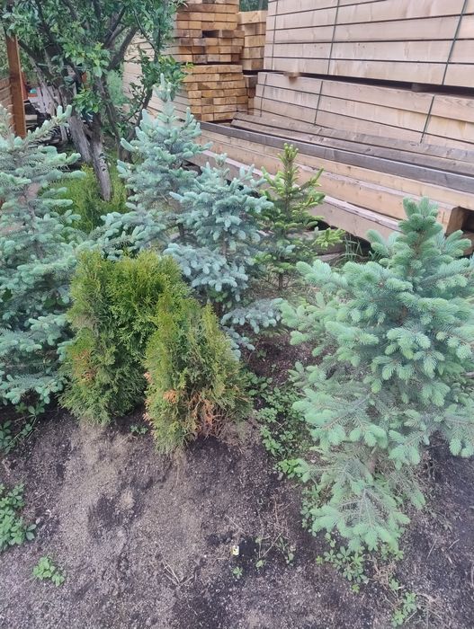 Crengi de brad la balot