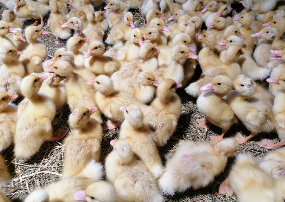 Junior Farm S.R.L ofera spre vanzare Pui rasa mixta Pui albi de carne  si Boboci de rata