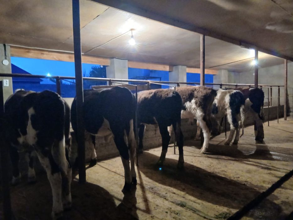 Бычоктар сатылады.