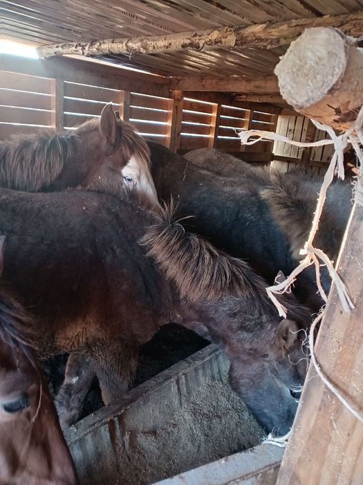 Соғымға Тай, Құнан, Бие сатылады