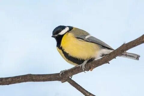 Синица большая певчая птица