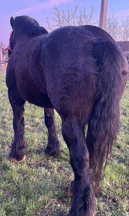 Vand o manza ardeneza de 3 ani