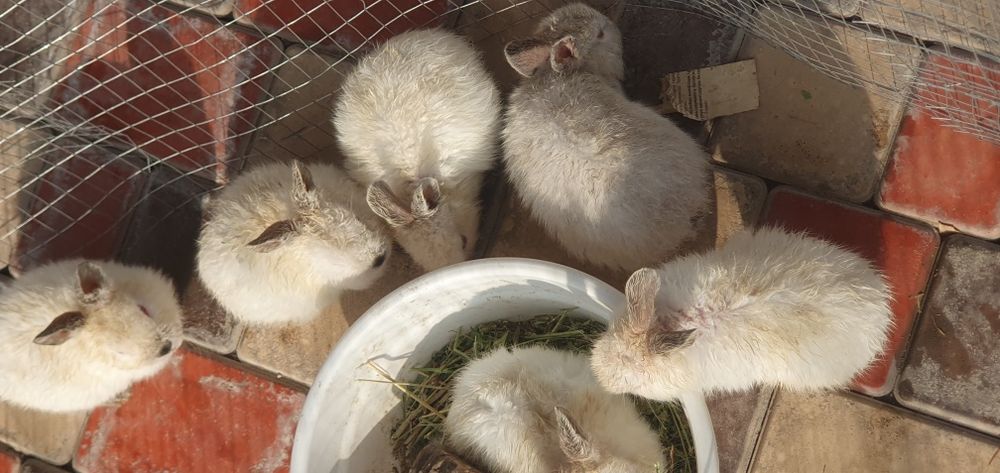 Kaliforniya quyonlar bollari