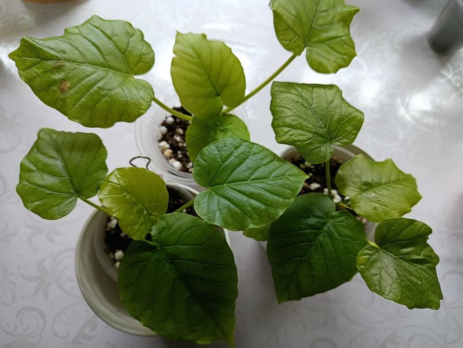 Фикус Умбелата (Ficus umbellata), Ficus triangularis Coconut Cream
