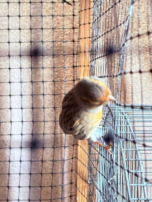 Продавам Канарчета/ Канари