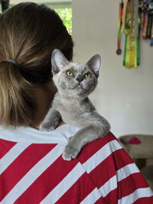Котята Европейской бурмы 3 месяца