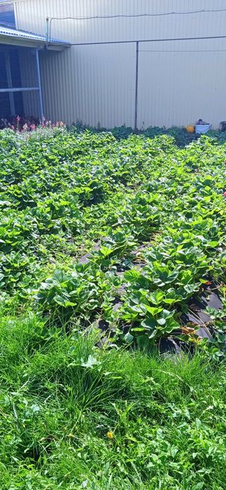 Саженцы Клубники