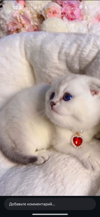 Котенок 2 месячный scotish fold