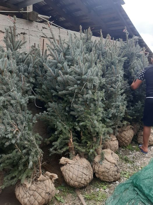 vînd tuia brazi mesteacăn Platan Tei Artar etc