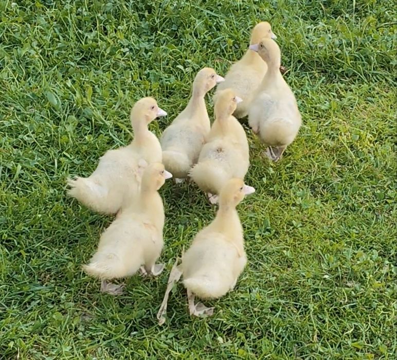 rate de carne gigant mute mulard