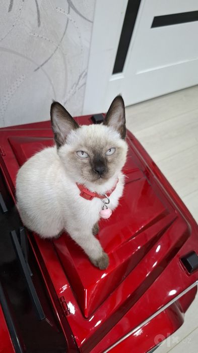 Кошка мальчик Максимчик