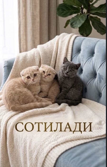Mushuk ona va bolalari sotiladi