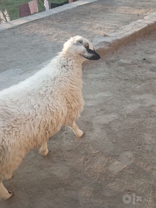 Qo'chqor sotiladi