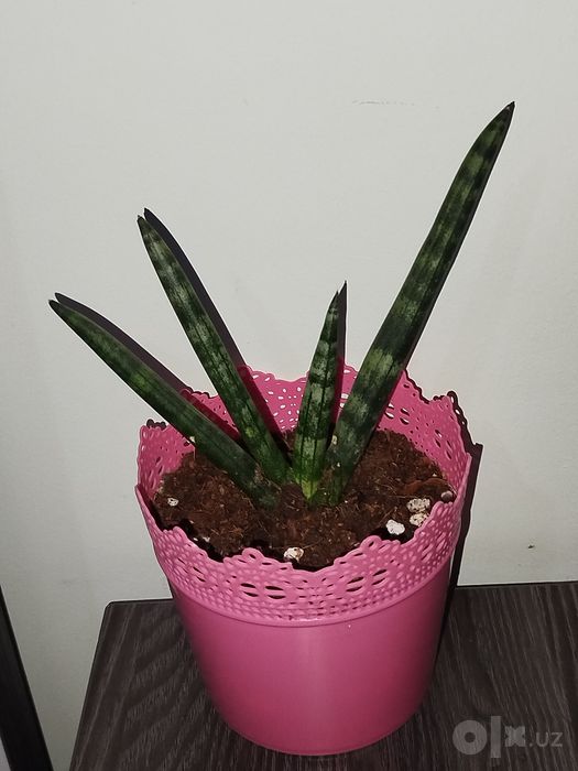 Sansiveriya silindrika