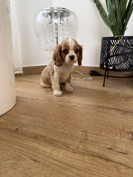 Cavalier King Charles de vanzare cu teste la zi si vaccin