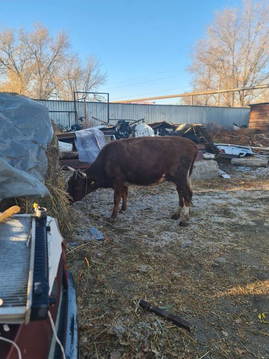 Сиырлар сатылады срочно