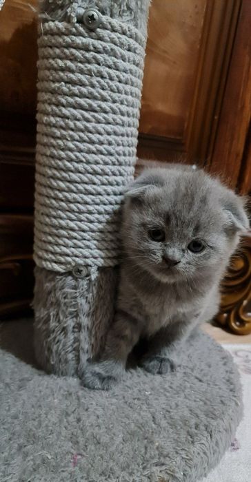 Вязка, кот Бакс страйт.