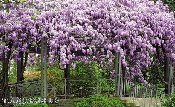 Вистерия (розова,бяла,синя)