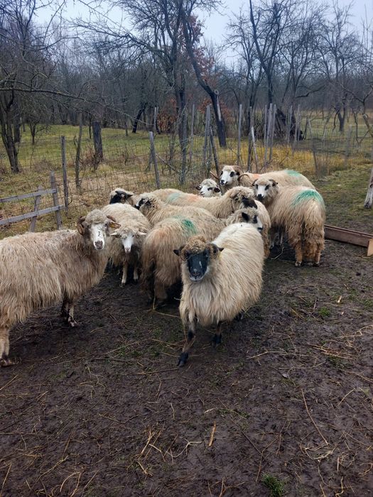 Vand  9 oi și un berbec