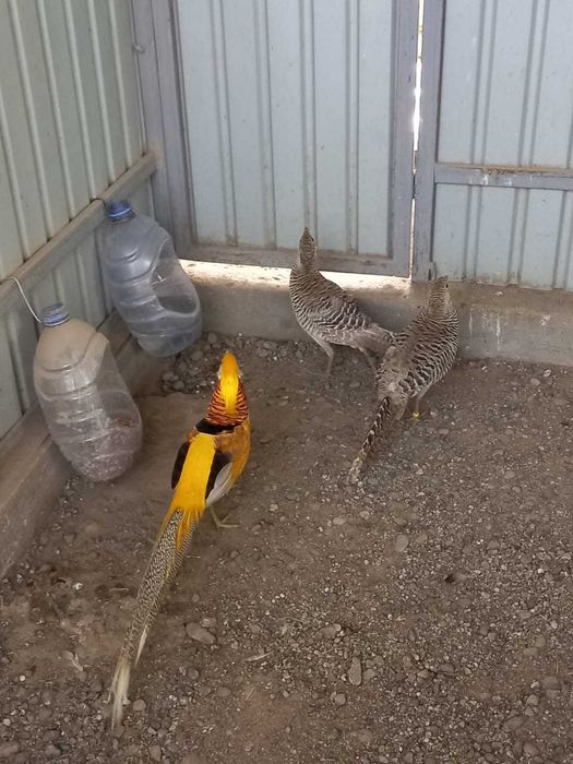 Продабтся Фазаны Лимонные