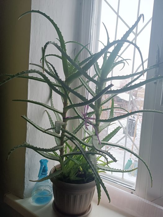 Алое лечебный 5 лет