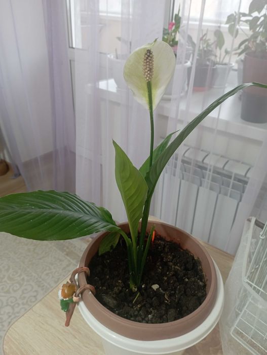 Цветок Женское счастье