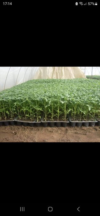 Rasaduri legume( Roșii Ardei Vinete Castraveți )