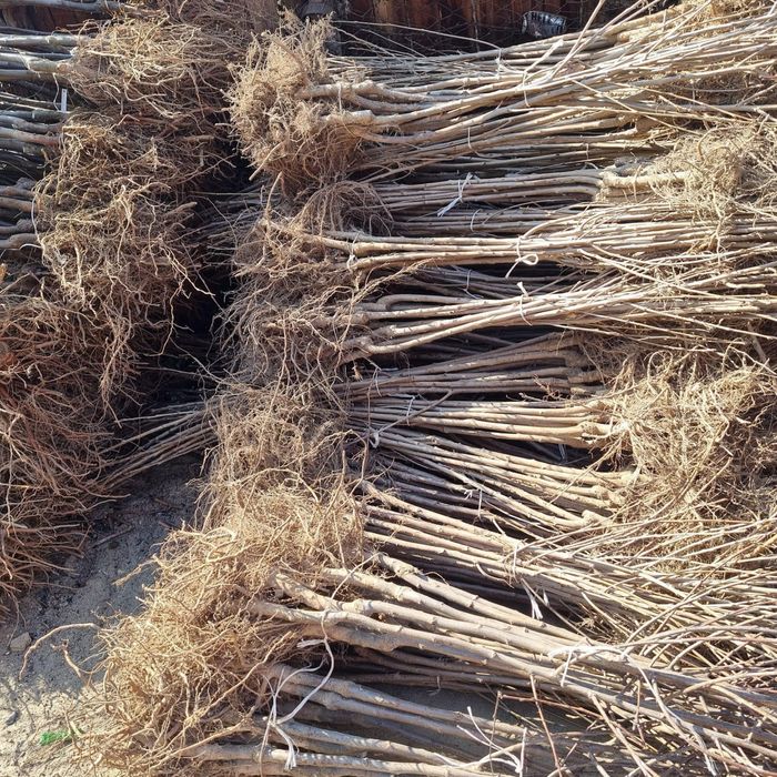 Pomi fructiferi si butasi vita de vie certificati