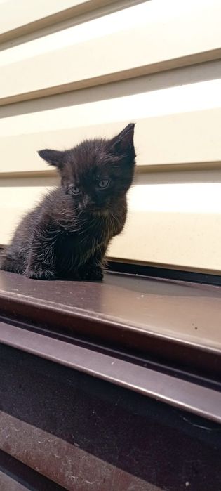 Отдам котят в хорошие руки