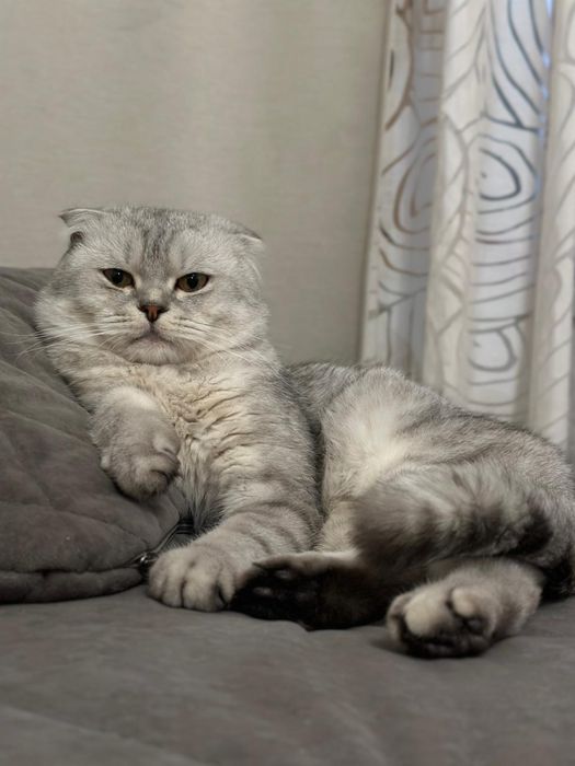 Шотландские скоттиш фолд вислоухие