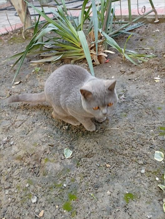 Зоттор мушук. Россса ширииин ўйноки торт беш ойлик бир милон.