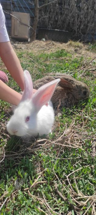 Крольчата, кролики