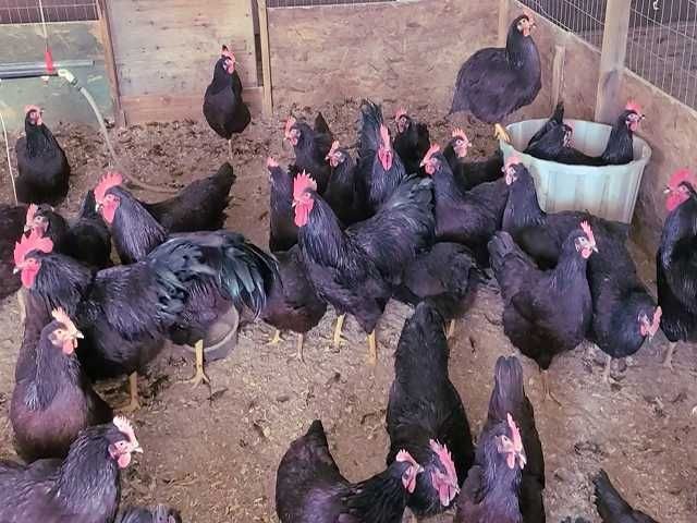 Род Айленд инкубационные яйца