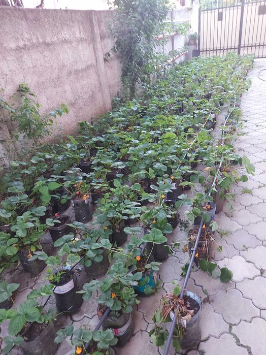 Vand plante de capsuni mature in pet de 5 litri