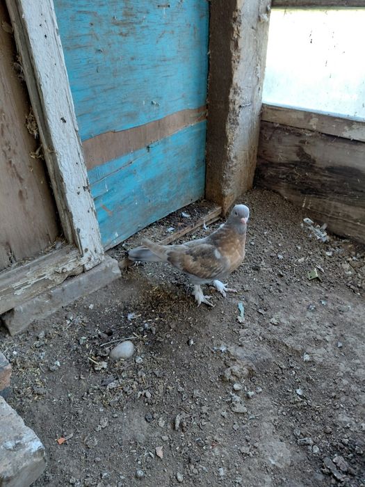 Такла голуби на продажу