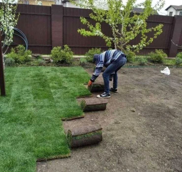 Газон рулонный жонсин виши сорт