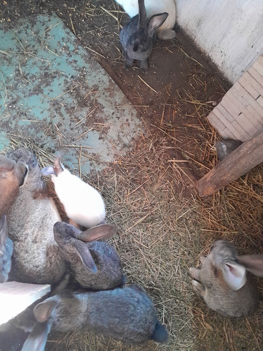 Iepuri urias  german și urias de Transilvania