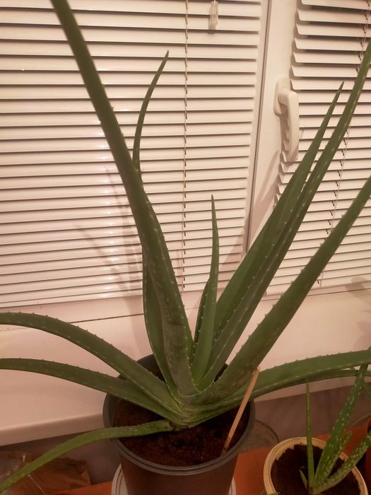 Алоэ вера лечебный