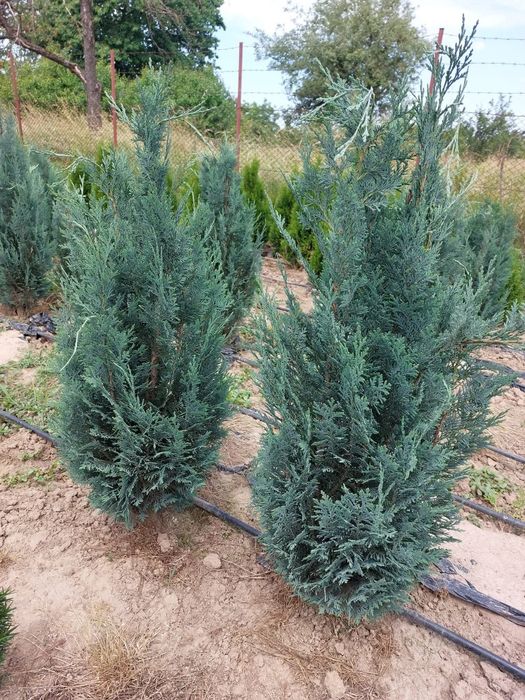 Chiparos columnar albastru Van Pelts