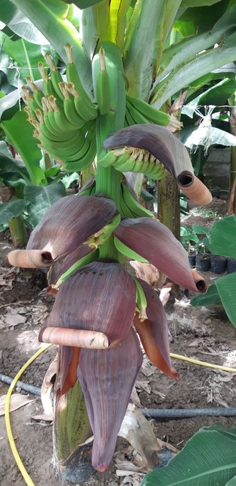 Banan ko'chat    .