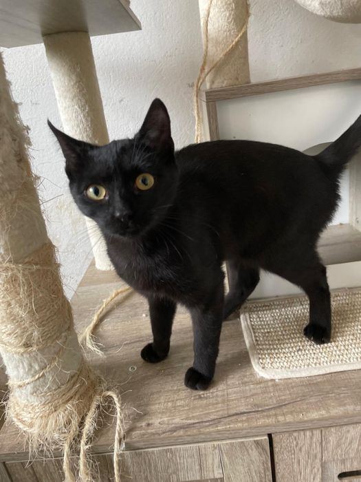 Caut adoptii pentru pisicute