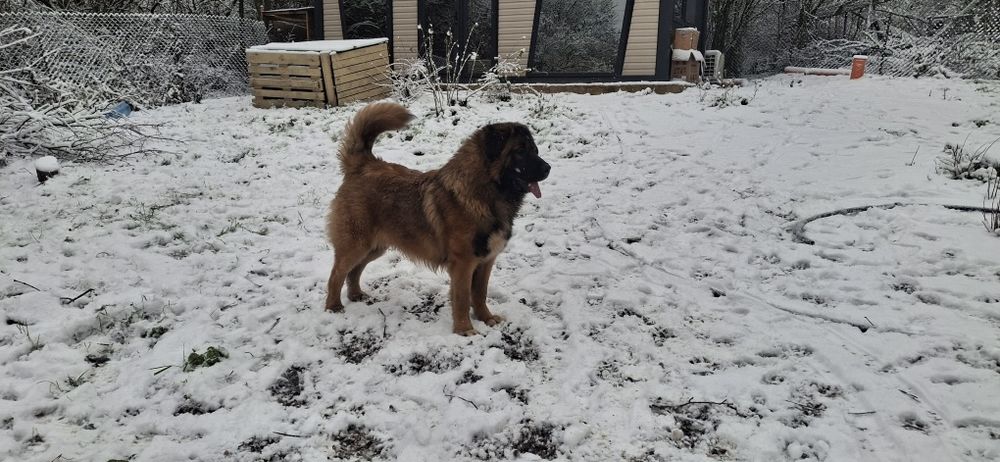 Каракачански кучета (мъжко и женско) на 12м.